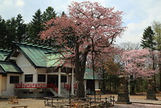 弟子屈神社の桜