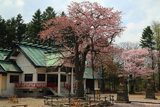 弟子屈神社の桜