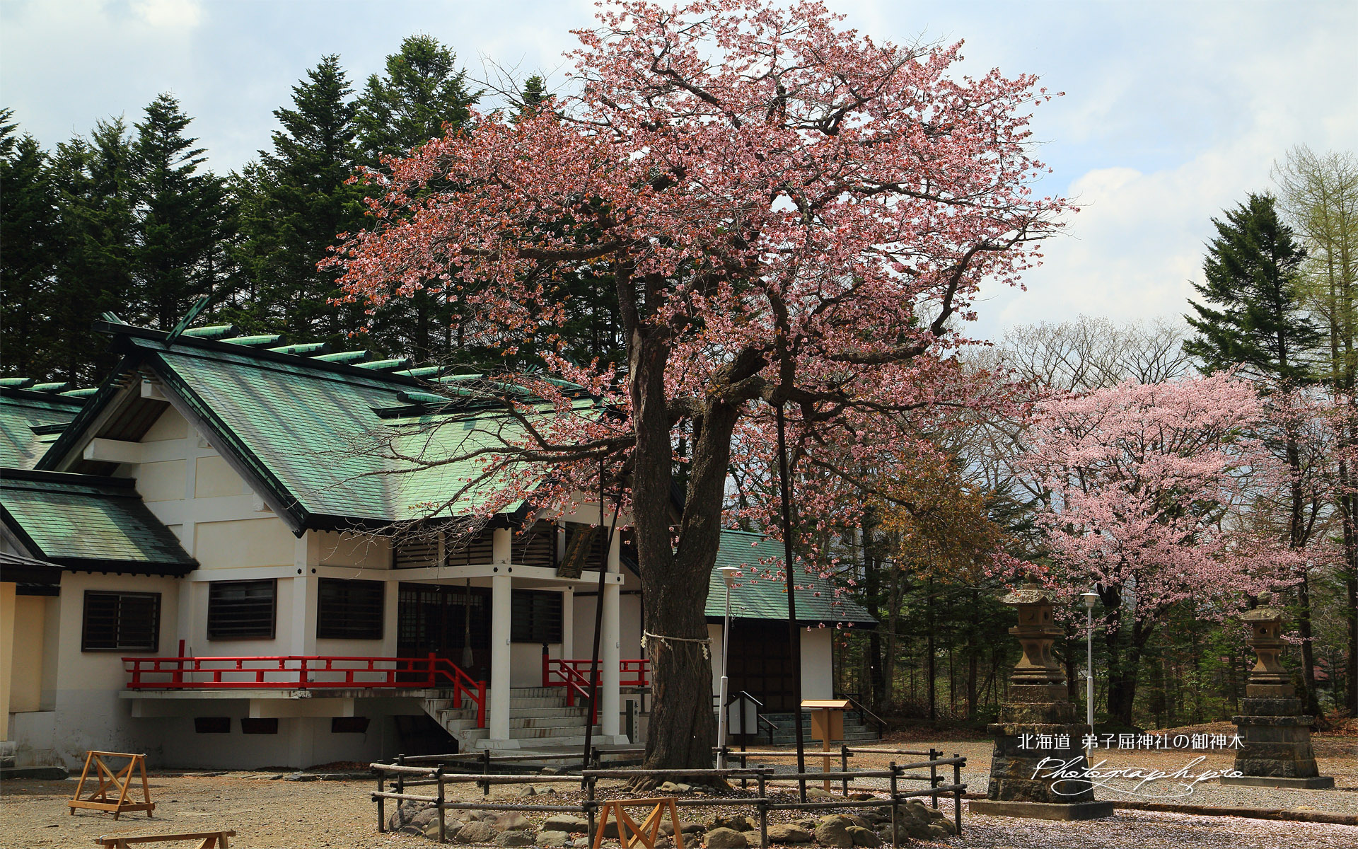 弟子屈神社の御神木