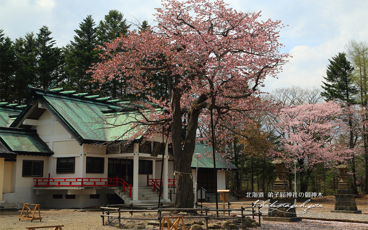 弟子屈神社の御神木 壁紙
