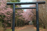 弟子屈神社の桜