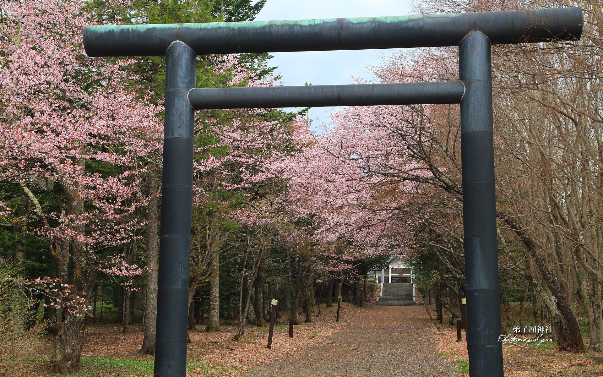 弟子屈神社の桜