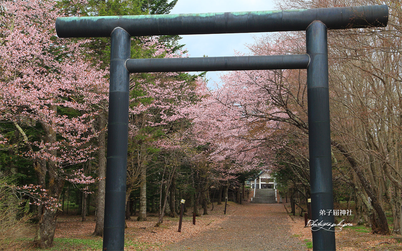弟子屈神社の桜 壁紙