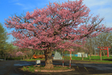 俣落小学校の桜