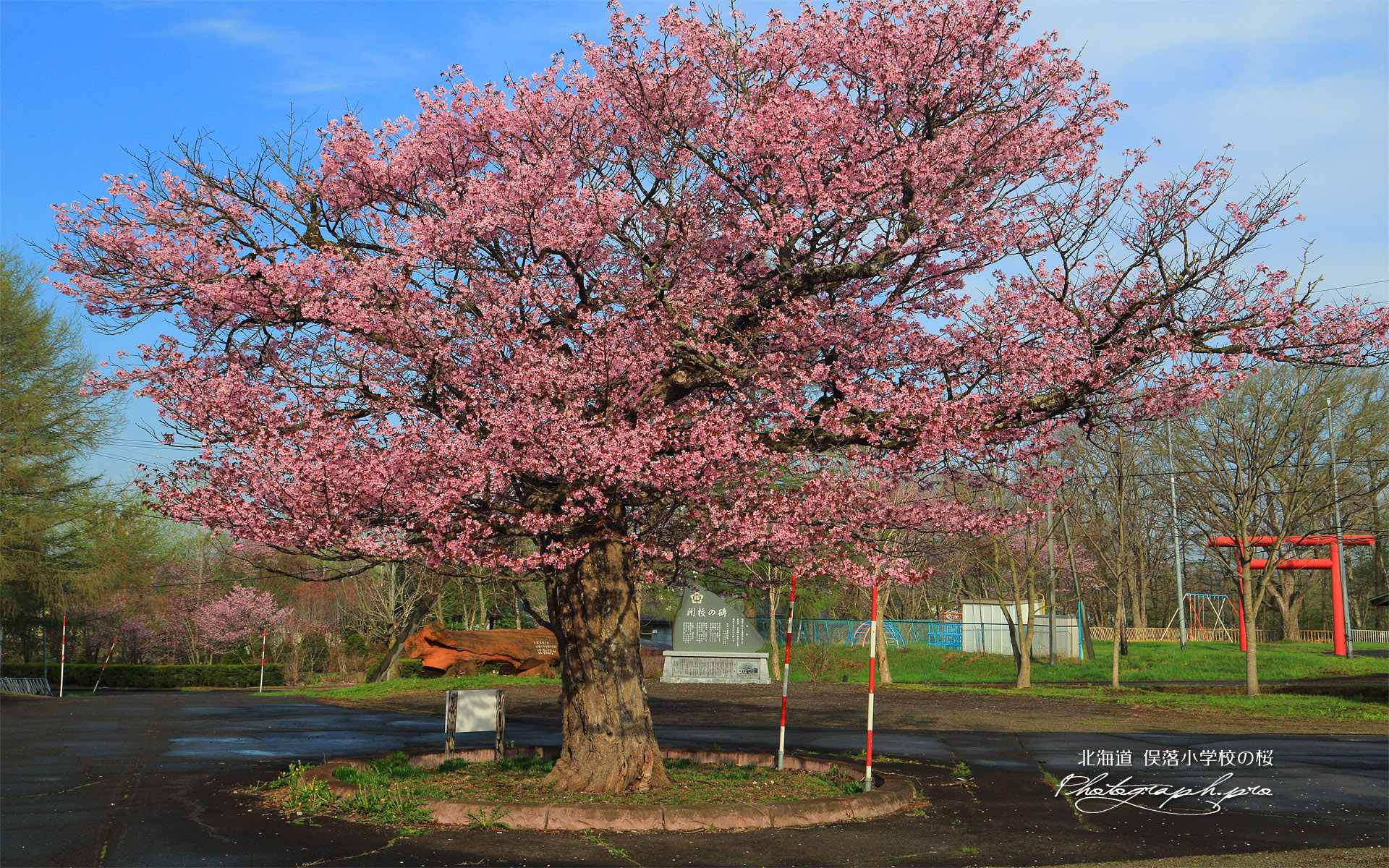 俣落小学校の桜