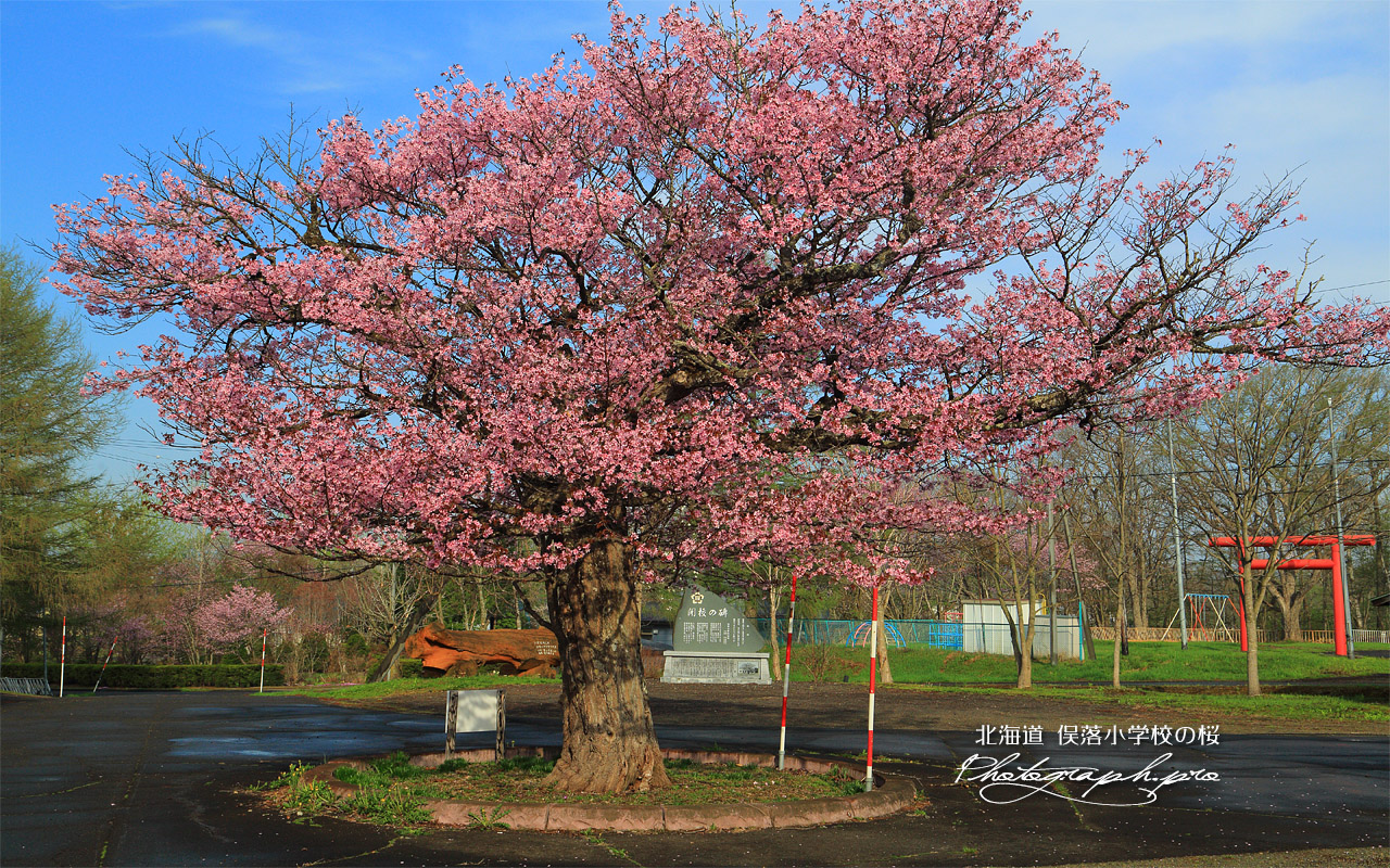 俣落小学校の桜 壁紙