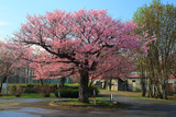 俣落小学校の桜