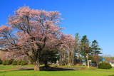 川北中学校の大桜