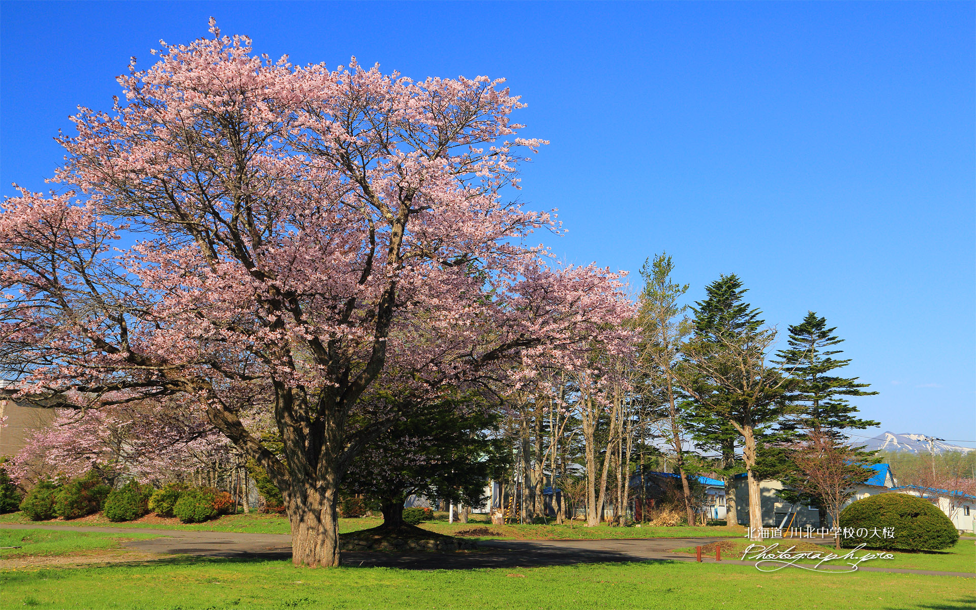 川北中学校の大桜