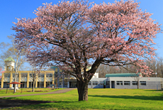 川北中学校の大桜