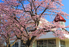 川北生涯学習センターの桜
