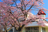 川北生涯学習センターの桜