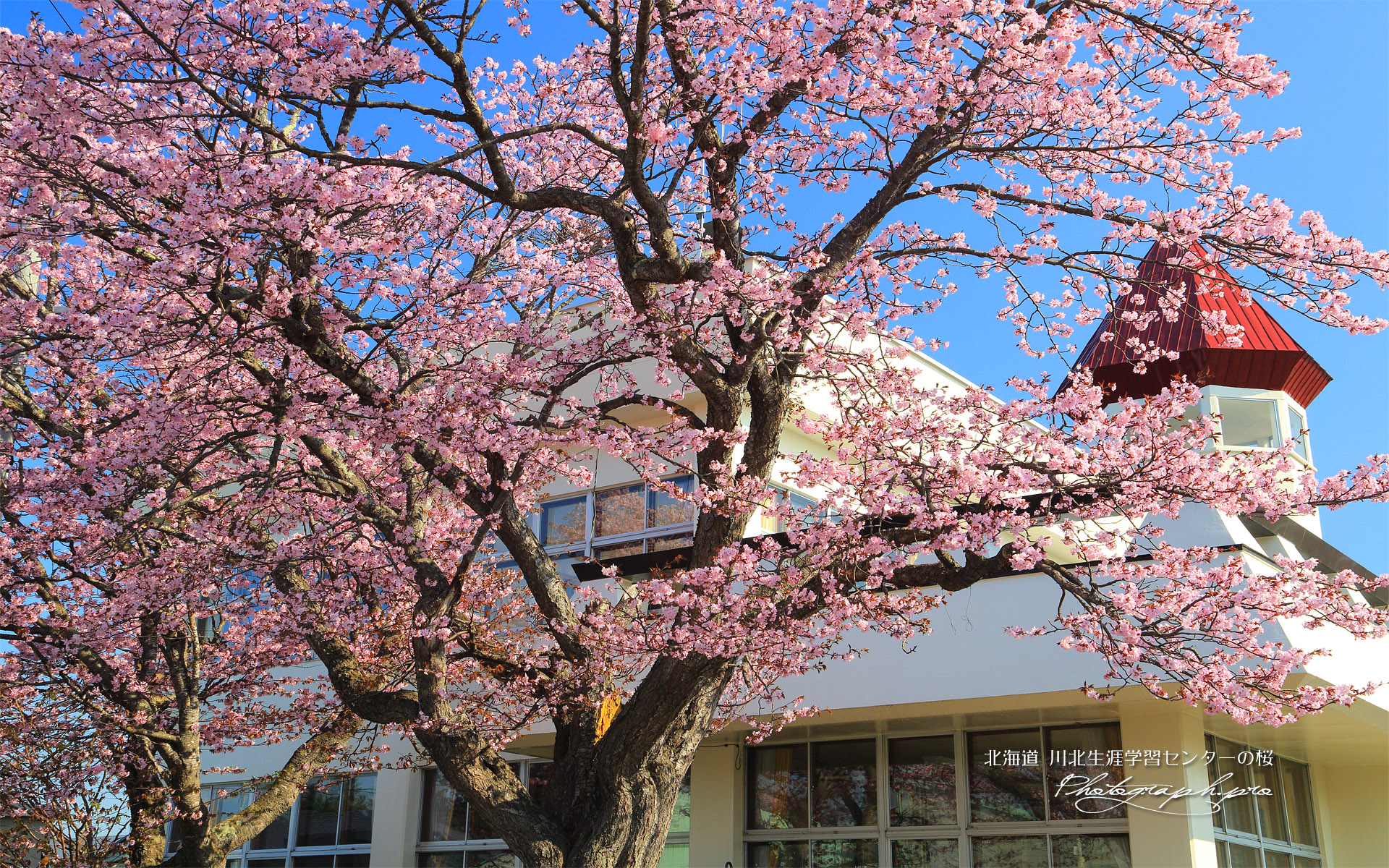 川北生涯学習センターの桜