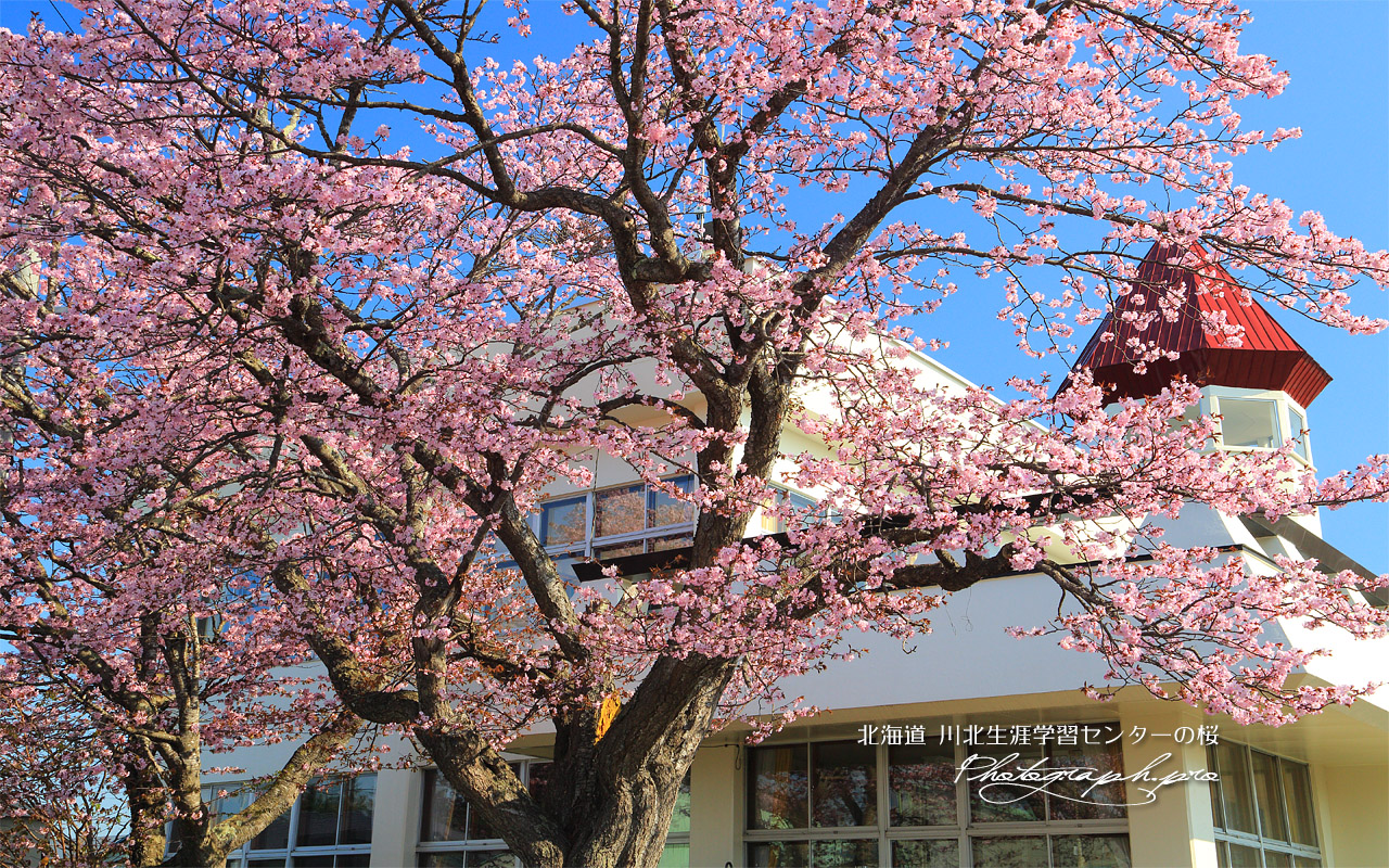 川北生涯学習センターの桜 壁紙
