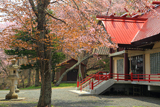 厚岸神社の桜