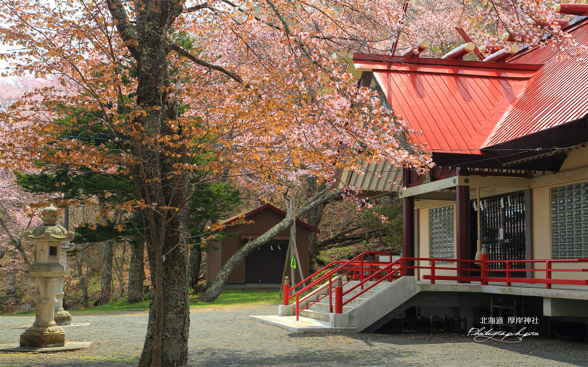 厚岸神社の桜