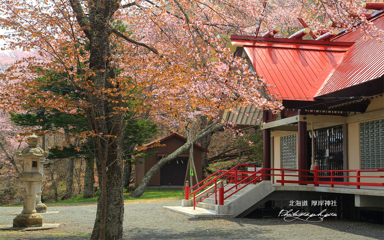厚岸神社の桜 壁紙