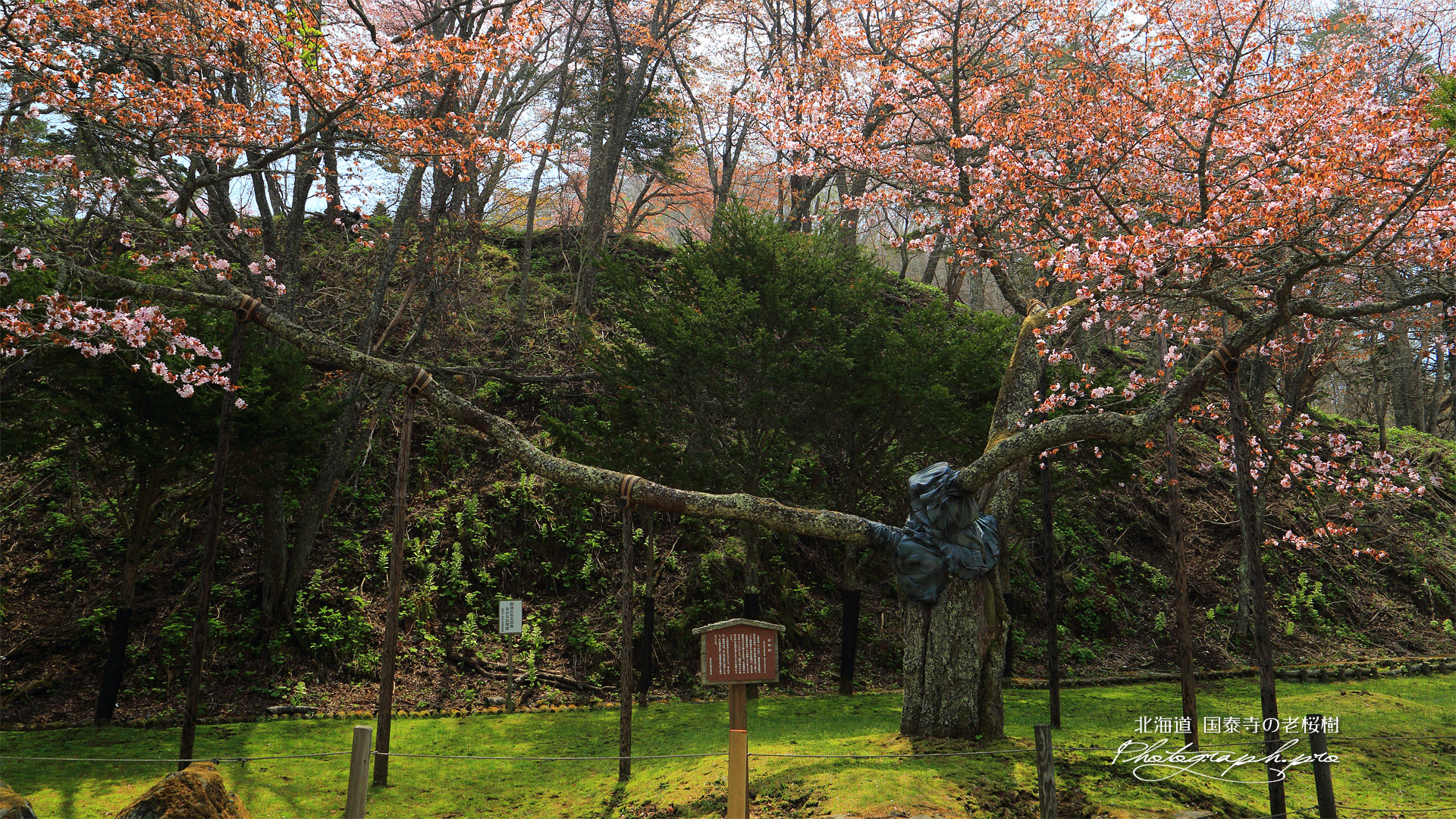老桜樹