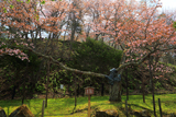 老桜樹