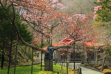 国泰寺の老桜樹