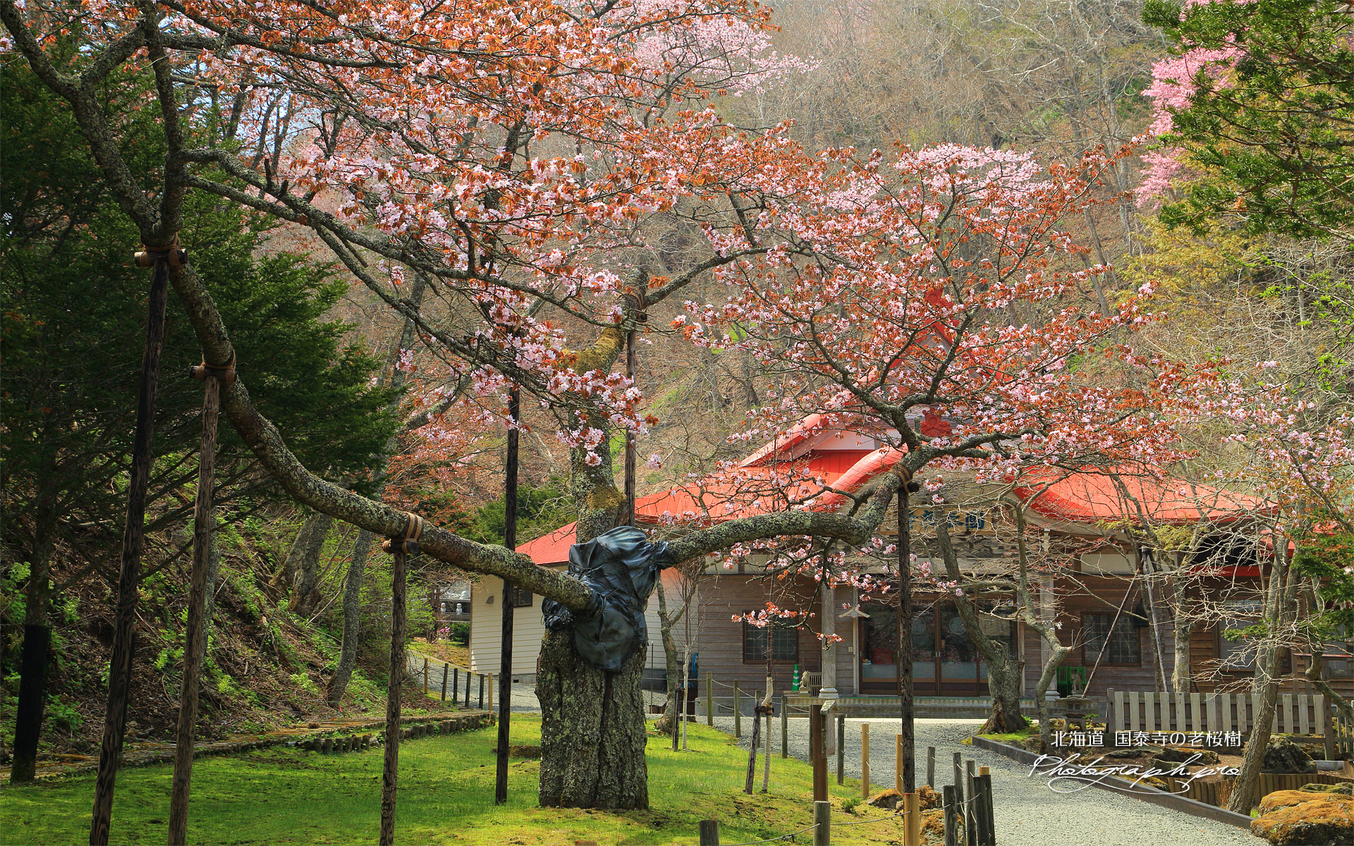 国泰寺の老桜樹