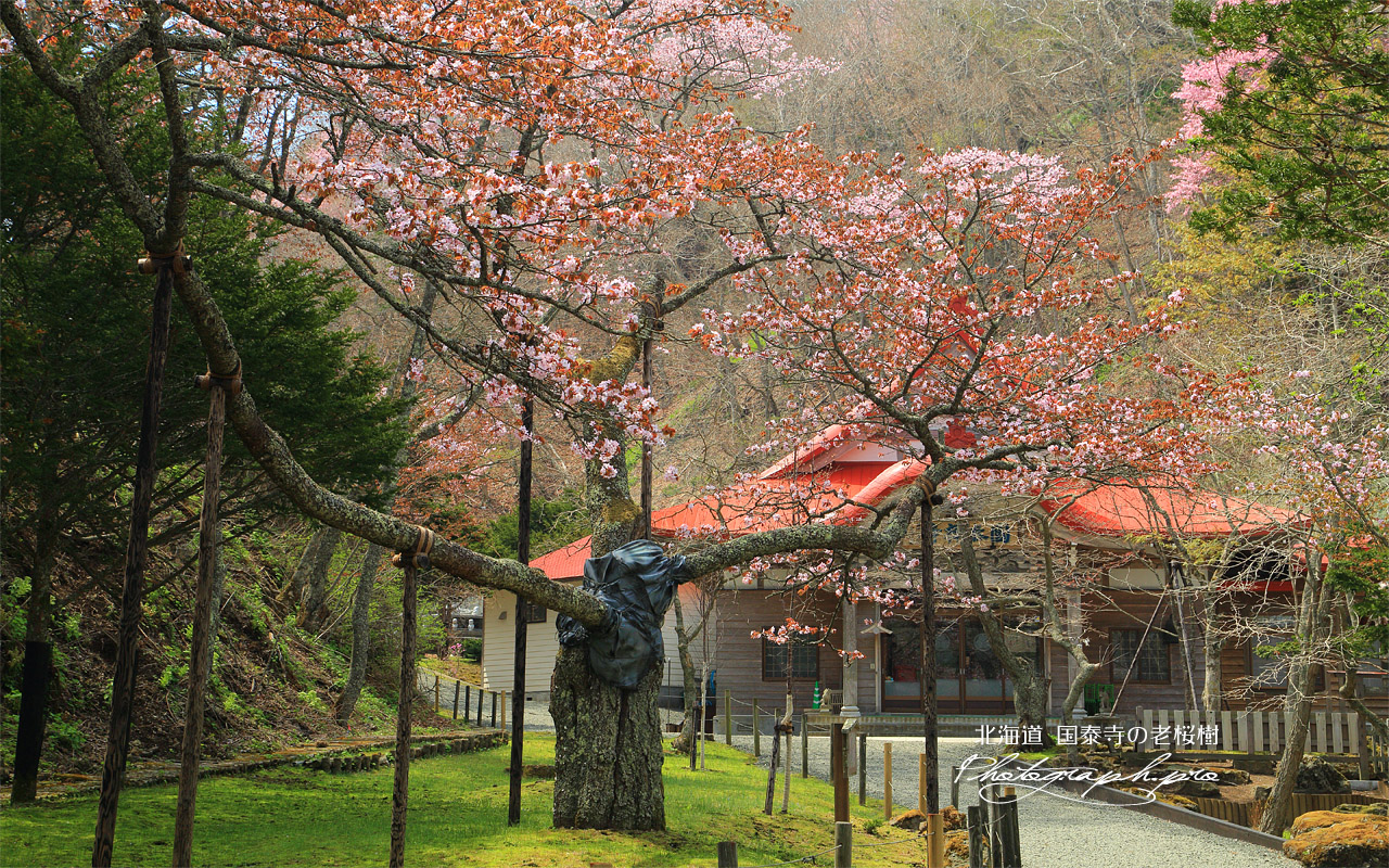 国泰寺の老桜樹 壁紙