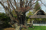 観音寺の老桜