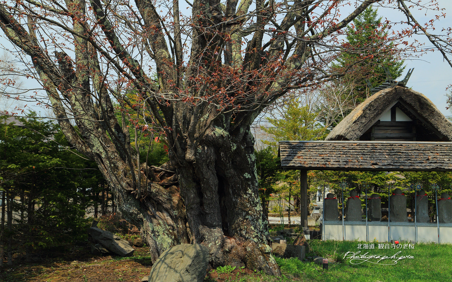 観音寺の老桜
