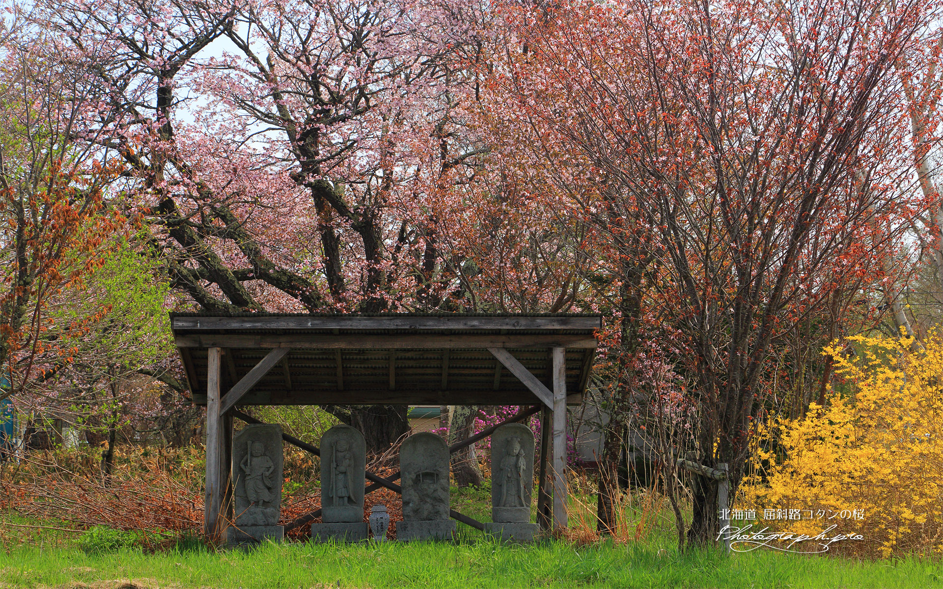 アイヌコタンの桜