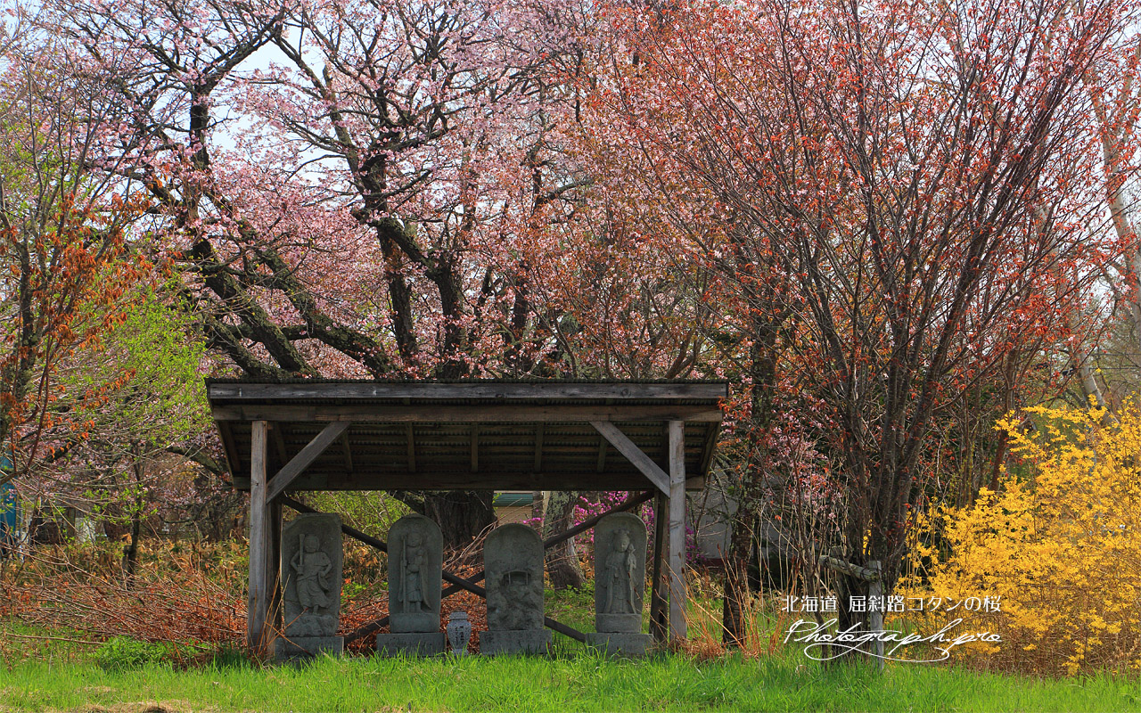 アイヌコタンの桜 壁紙