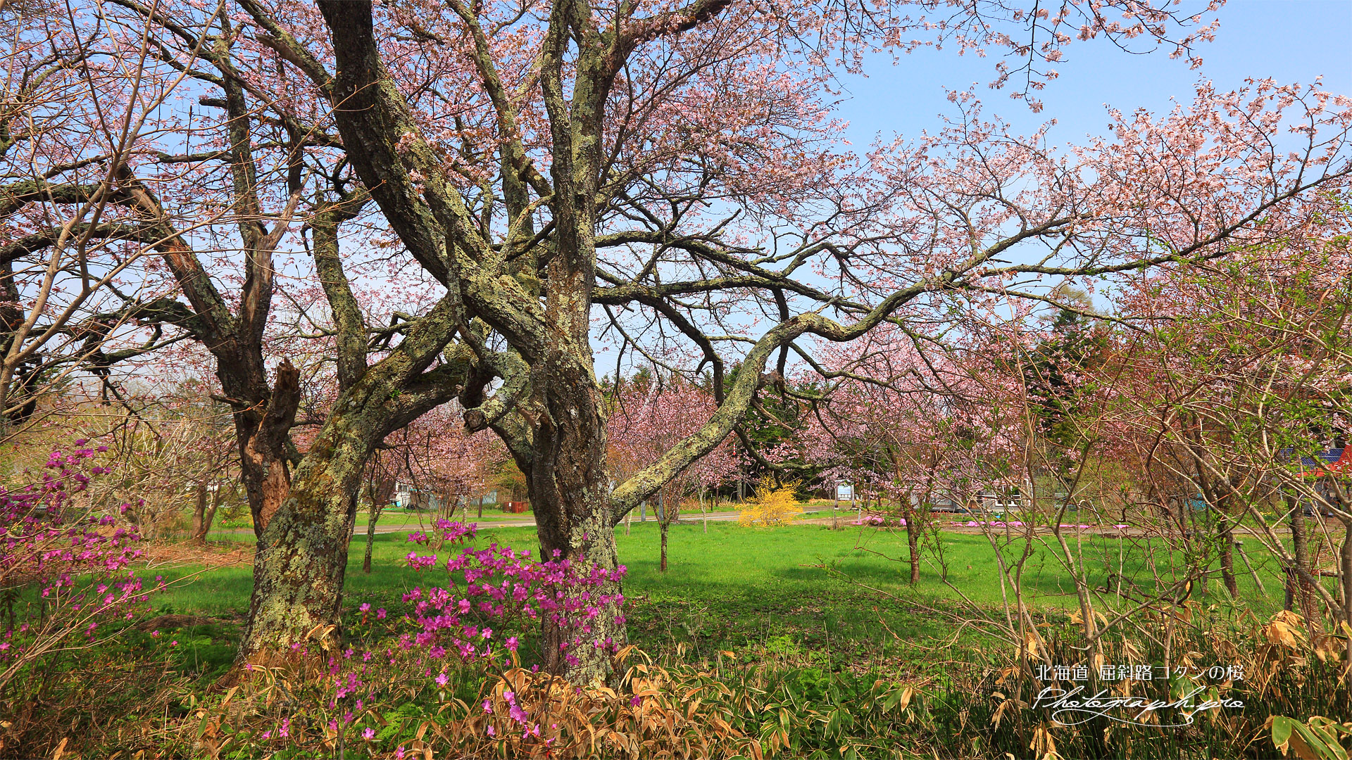 コタンの桜