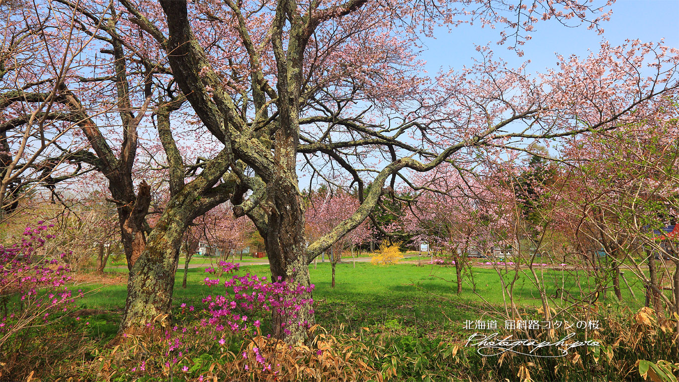コタンの桜 壁紙