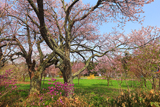 コタンの桜
