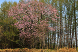 屈斜路コタンの桜