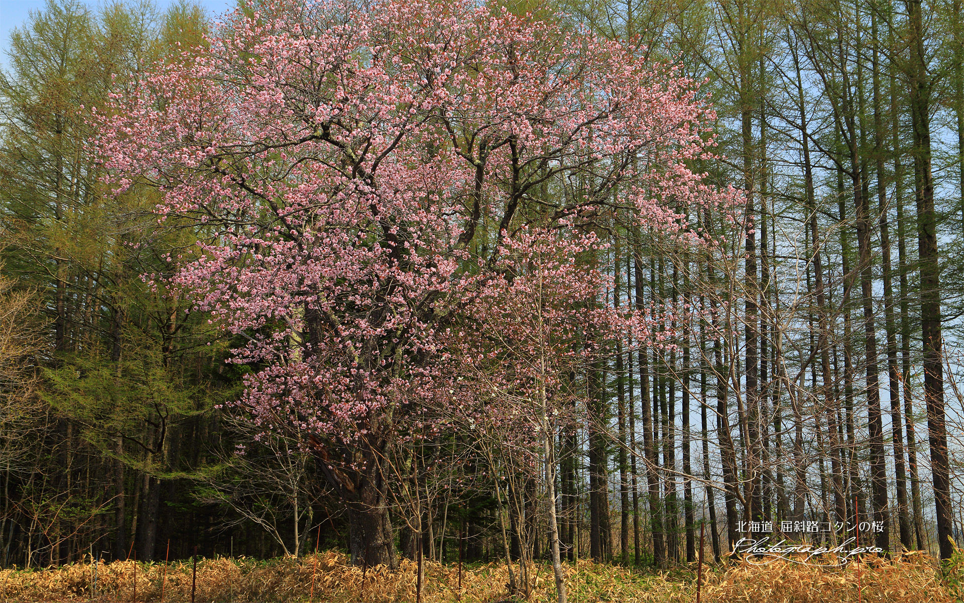 屈斜路コタンの桜