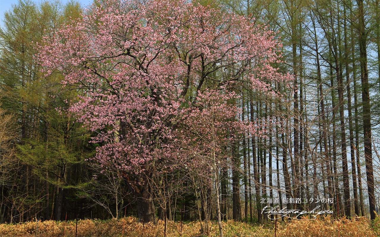 屈斜路コタンの桜 壁紙
