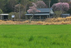 奥行臼の桜