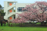 野付の千島桜