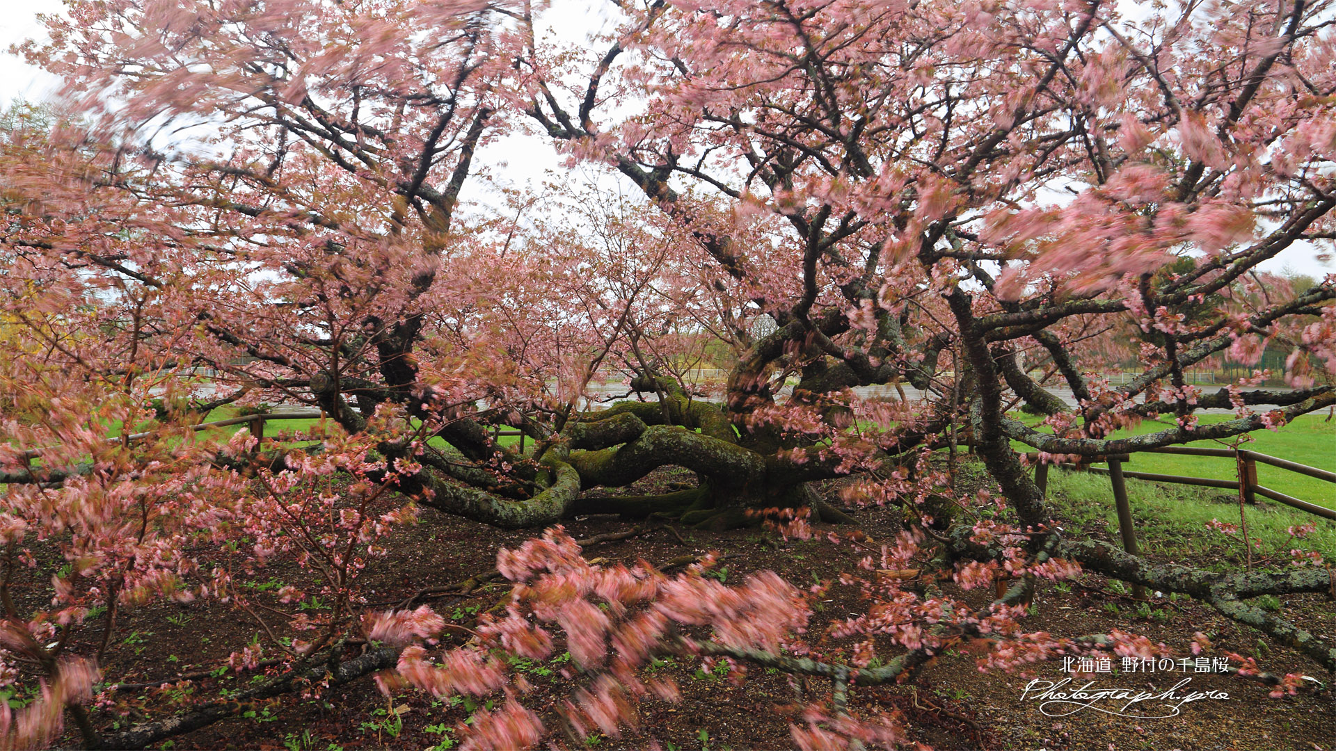 野付小学校の千島桜