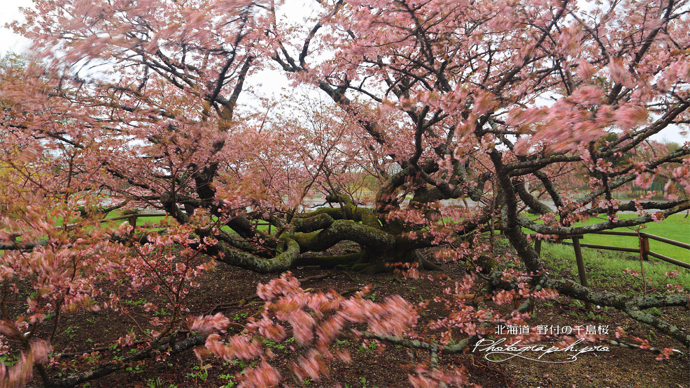 野付小学校の千島桜 壁紙