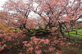 野付小学校の千島桜