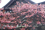 誠諦寺の蝦夷山桜