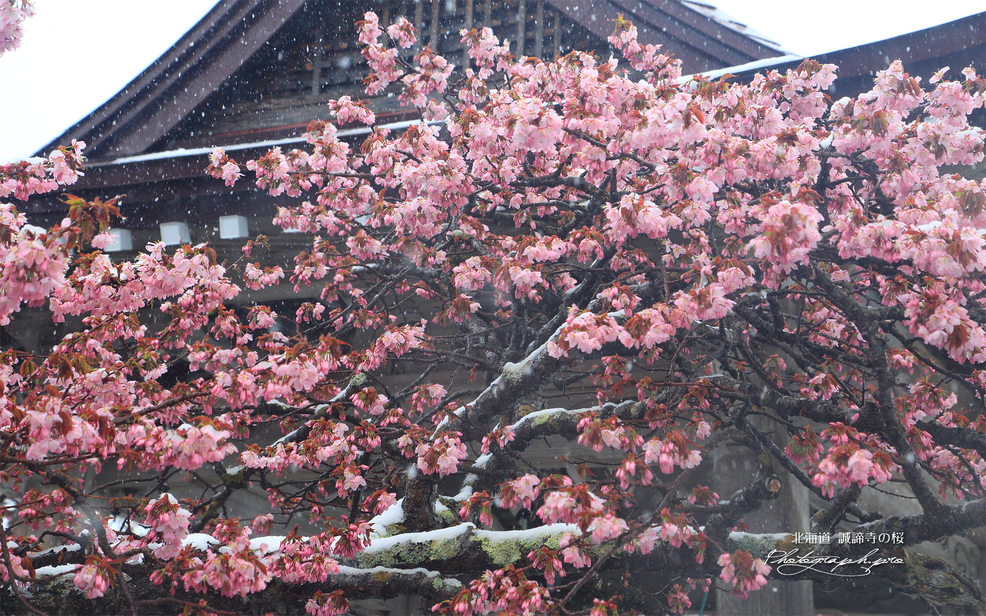 誠諦寺の蝦夷山桜