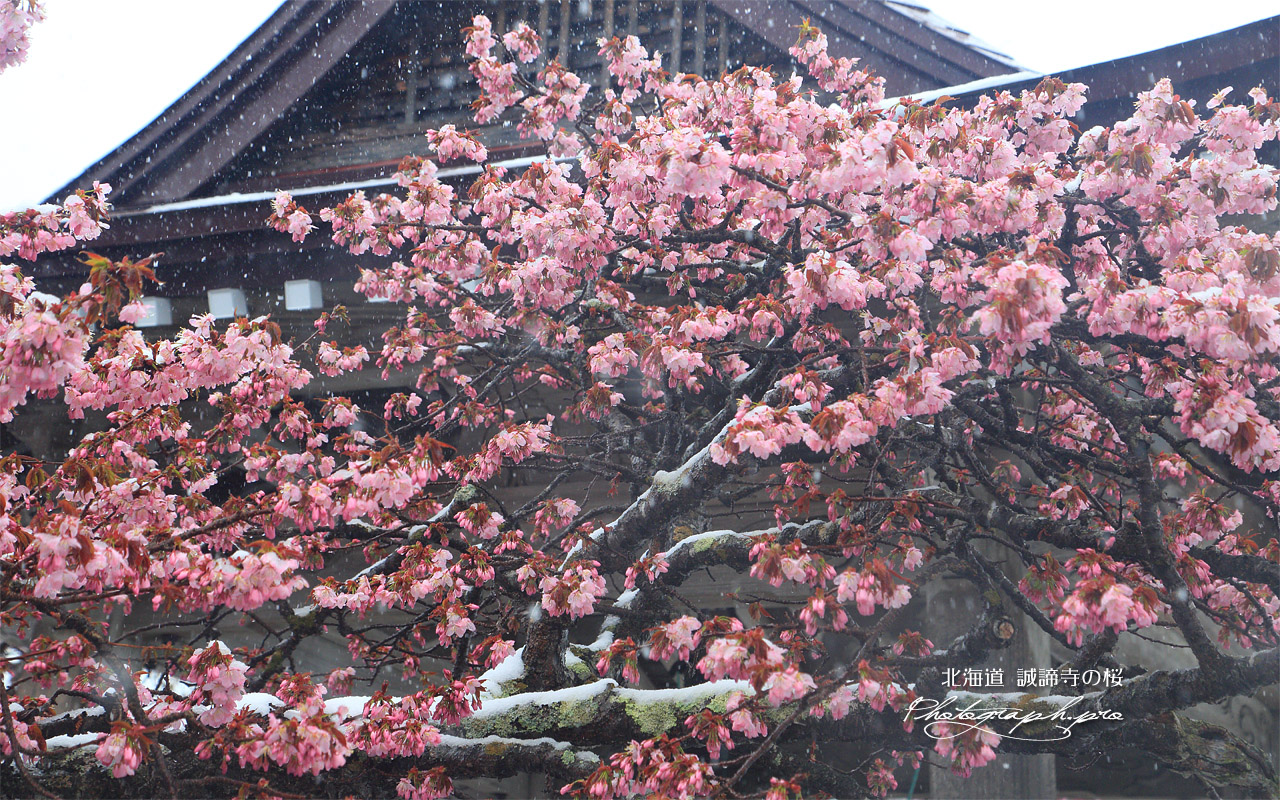 誠諦寺の蝦夷山桜 壁紙