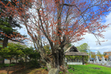 観音寺の老桜