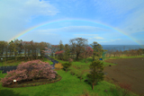 野付の千島桜