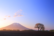 道央の桜