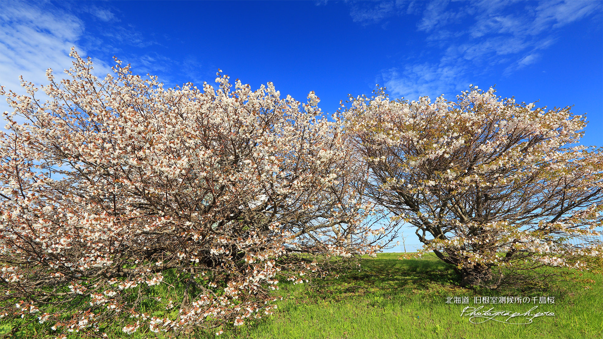 旧根室測候所の千島桜