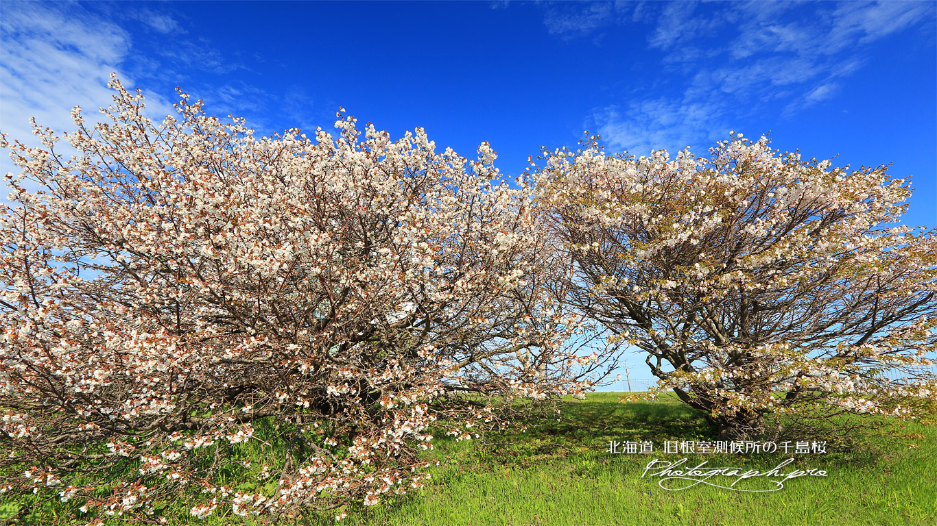 旧根室測候所の千島桜 壁紙