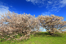 旧根室測候所の千島桜